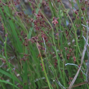 Gonocarpus tetragynus at Monash, ACT - 8 Dec 2021 06:43 PM