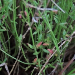 Gonocarpus tetragynus at Monash, ACT - 8 Dec 2021