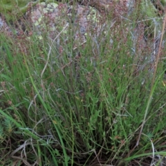 Gonocarpus tetragynus at Monash, ACT - 8 Dec 2021