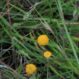 Leptorhynchos squamatus subsp. squamatus at Monash, ACT - 8 Dec 2021