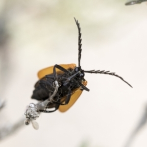 Porrostoma rhipidium at Yaouk, NSW - 5 Dec 2021