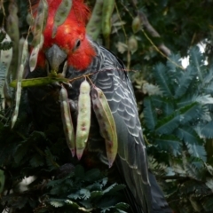 Callocephalon fimbriatum at Hughes, ACT - suppressed