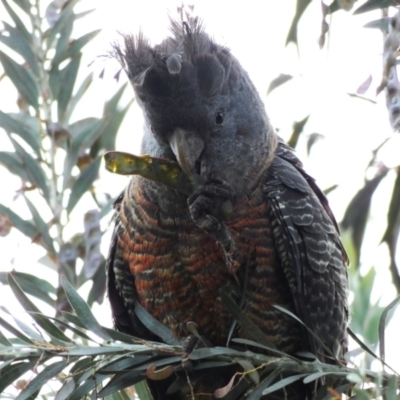 Callocephalon fimbriatum (Gang-gang Cockatoo) at Hughes, ACT - 8 Dec 2021 by TomT