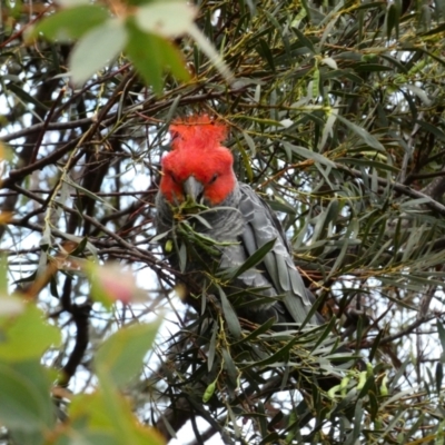 Callocephalon fimbriatum (Gang-gang Cockatoo) at Red Hill Nature Reserve - 8 Dec 2021 by TomT