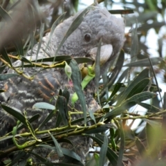 Callocephalon fimbriatum at Deakin, ACT - 8 Dec 2021