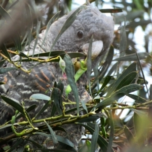 Callocephalon fimbriatum at Deakin, ACT - suppressed