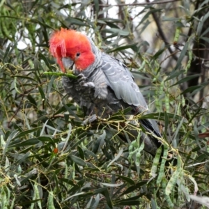 Callocephalon fimbriatum at Deakin, ACT - 8 Dec 2021