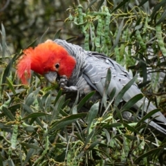 Callocephalon fimbriatum at Deakin, ACT - suppressed