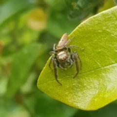 Helpis minitabunda (Threatening jumping spider) at Watson, ACT - 5 Dec 2021 by MAX