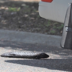 Tiliqua rugosa (Shingleback Lizard) at Cook, ACT - 6 Dec 2021 by Tammy