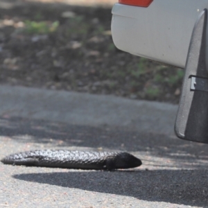 Tiliqua rugosa at Cook, ACT - 7 Dec 2021 10:56 AM