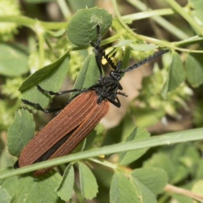 Porrostoma rhipidium (Long-nosed Lycid (Net-winged) beetle) at West Belconnen Pond - 6 Dec 2021 by AlisonMilton