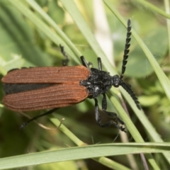 Porrostoma rhipidium at Dunlop, ACT - 7 Dec 2021