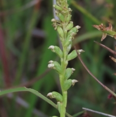 Microtis parviflora (Slender onion orchid) at Monash, ACT - 8 Dec 2021 by AndyRoo