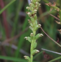 Microtis parviflora at Monash, ACT - suppressed