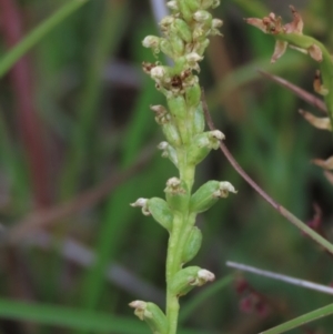 Microtis parviflora at Monash, ACT - 8 Dec 2021