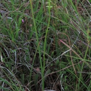 Microtis parviflora at Monash, ACT - suppressed