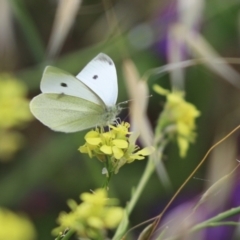 Pieris rapae (Cabbage White) at Mount Painter - 7 Dec 2021 by Tammy