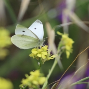 Pieris rapae at Cook, ACT - 7 Dec 2021 11:30 AM