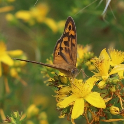 Heteronympha merope (Common Brown Butterfly) at Mount Painter - 7 Dec 2021 by Tammy