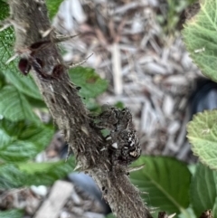 Servaea sp. (genus) at Murrumbateman, NSW - 9 Dec 2021