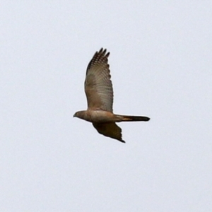 Accipiter fasciatus at Gordon, ACT - 8 Dec 2021