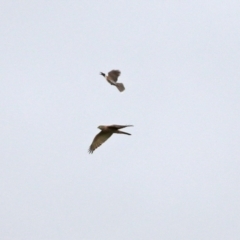 Accipiter fasciatus at Gordon, ACT - 8 Dec 2021