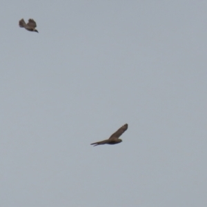 Accipiter fasciatus at Gordon, ACT - 8 Dec 2021