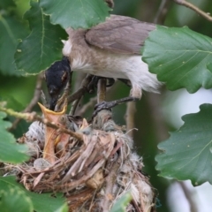 Philemon corniculatus (Noisy Friarbird) at Point Hut to Tharwa - 8 Dec 2021 by RodDeb