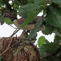 Philemon corniculatus at Gordon, ACT - 8 Dec 2021