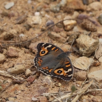 Junonia villida (Meadow Argus) at Mount Painter - 7 Dec 2021 by Tammy