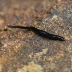 Parakontikia ventrolineata at Cook, ACT - 7 Dec 2021 by Tammy