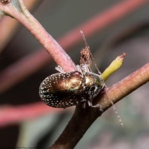 Edusella sp. (genus) at Coree, ACT - 9 Dec 2021