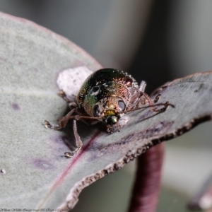 Edusella sp. (genus) at Coree, ACT - 9 Dec 2021