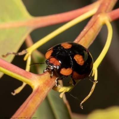 Paropsisterna beata (Blessed Leaf Beetle) at Holt, ACT - 9 Dec 2021 by Roger