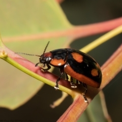 Paropsisterna beata at Holt, ACT - 9 Dec 2021