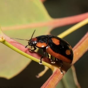 Paropsisterna beata at Holt, ACT - 9 Dec 2021