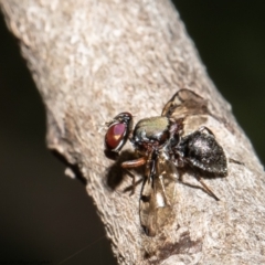 Pogonortalis doclea (Boatman fly) at Macgregor, ACT - 9 Dec 2021 by Roger