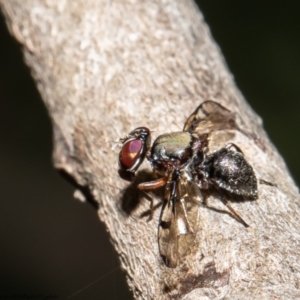 Pogonortalis doclea at Macgregor, ACT - 9 Dec 2021