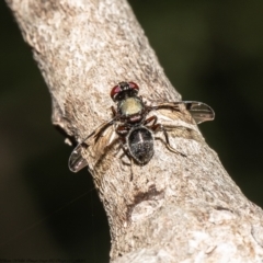 Pogonortalis doclea at Macgregor, ACT - 9 Dec 2021