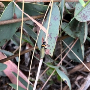 Chauliognathus lugubris at Yaouk, NSW - 5 Dec 2021 12:36 PM