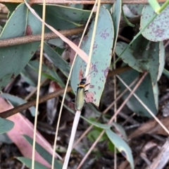 Chauliognathus lugubris (Plague Soldier Beetle) at Yaouk, NSW - 5 Dec 2021 by KMcCue