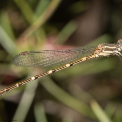 Austrolestes leda (Wandering Ringtail) at Macgregor, ACT - 9 Dec 2021 by Roger