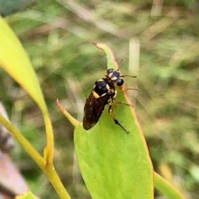 Xyloperga lalage (A perginae sawfly) at Yaouk, NSW - 5 Dec 2021 by KMcCue