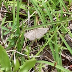 Taxeotis intermixtaria (Dark-edged Taxeotis) at Yaouk, NSW - 5 Dec 2021 by KMcCue