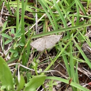 Taxeotis intermixtaria at Yaouk, NSW - 5 Dec 2021 12:37 PM