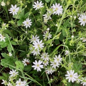 Stellaria pungens at Yaouk, NSW - 5 Dec 2021