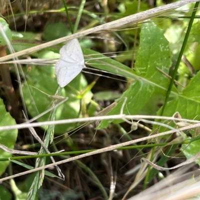 Taxeotis endela (Looper or geometer moth) at Murrumbateman, NSW - 4 Dec 2021 by SimoneC