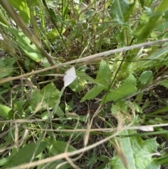 Taxeotis endela at Murrumbateman, NSW - suppressed