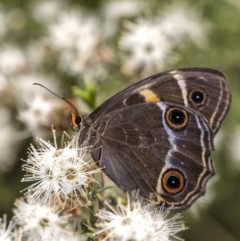 Tisiphone abeona (Varied Sword-grass Brown) at Penrose - 9 Dec 2021 by Aussiegall